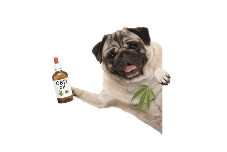 hemp oil for dogs