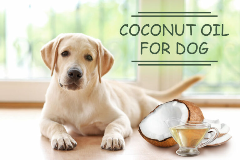 coconut oil for dogs