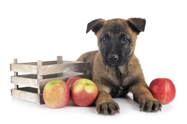 apples for dogs