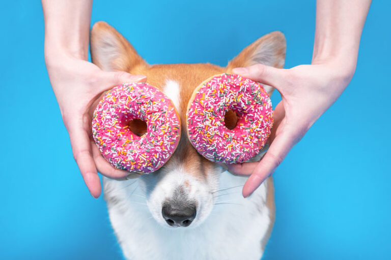 sugar in dog food