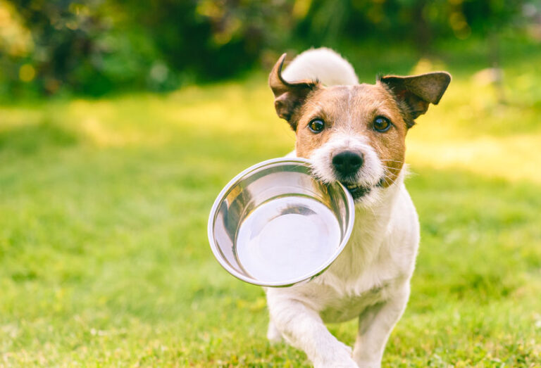 functional foods for dogs